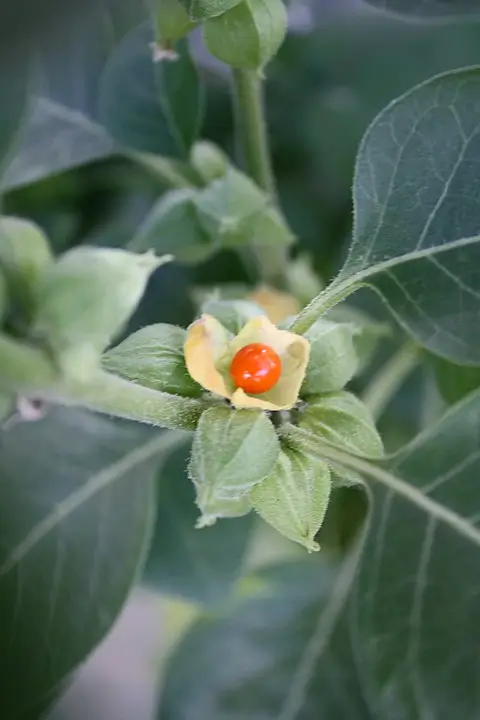 ashwagandha-WithaniaFruit - अश्वगंधा